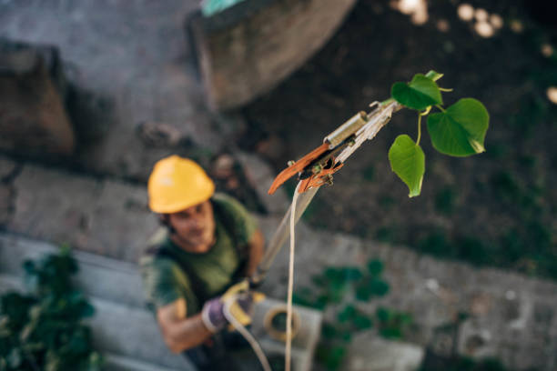  Post, TX Tree Removal Pros