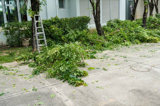 Best Fruit Tree Pruning  in Post, TX